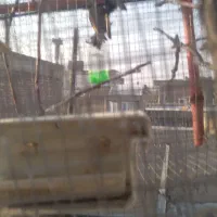 دوعدد سهره ماده دونه ای هشت صد هزار تومان|پرنده|میاندوآب, |دیوار