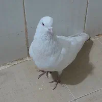 3تا کفتر پرشی دونه ای 200ت|پرنده|قرچک, شهرک طلائیه|دیوار