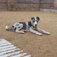 سگ ماده|سگ|باخزر, |دیوار