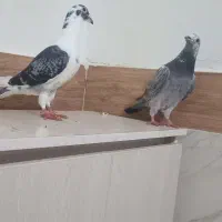 برای فروش|پرنده|تاتار علیا, |دیوار