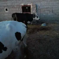 گاوشیری