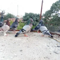 3عددکبوترنر