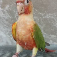 گرینچک