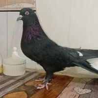 فروش‌کبوتر‌