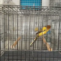 قناری رسمی بلند