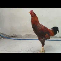 خروس لاری|حیوانات مزرعه|مرند, |دیوار
