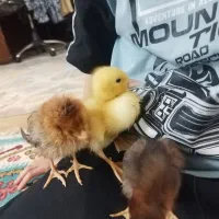 جوجه اردک و جوجه محلی