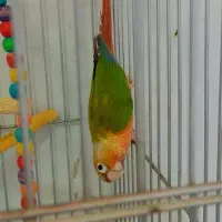 جفت مولد گرینچینک|پرنده|کاشمر, |دیوار