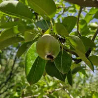 فروش باغ ۵۲۳ متری|فروش زمین و ملک کلنگی|ارجمند, |دیوار