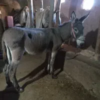 سالم و زنرنگ