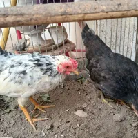 مرغ وخروس چینی