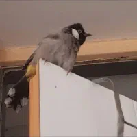 پرنده گمشده