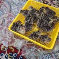 جوجه بوقلمون برنز