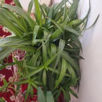 گل زیبا|گل و گیاه طبیعی|مهاباد (آذربایجان غربی), |دیوار