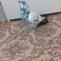 کبوترکاشان