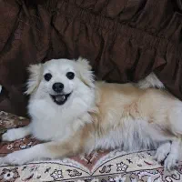 سگ پامر روباهی|سگ|بندر ماهشهر, |دیوار