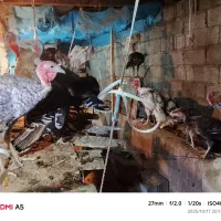 پانزده عدد بوقلمون سالم