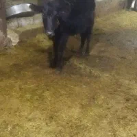 دو عدد گاو|حیوانات مزرعه|نظر کهریزی, |دیوار