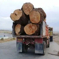 خریدار انواع درخت