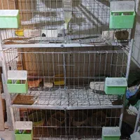 قفص قفس برای کبوتر خرقه دمگیر مرغ خروس|لوازم جانبی حیوانات|اصفهان, رزمندگان|دیوار