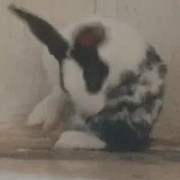 تیله خرگوش ماده و نر