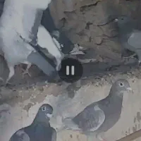 12جفت کبوتر  مسافتی ناجلد|پرنده|سراوان, |دیوار