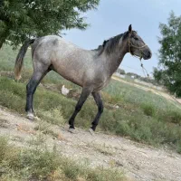 اسب|اسب و تجهیزات اسب‌سواری|جوادآباد, |دیوار