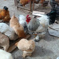 مرغ وخروس برهماغول ومرغ رسمی بوقلمون