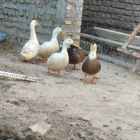 5عدد اردک سالم هستن