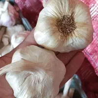 سیر