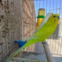 جفت مرغ عشق کلکسیونی با تخم مولد رنگ قشنگ