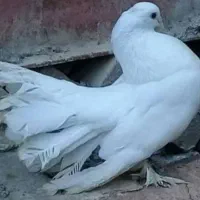 دم چتری زینتی