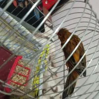 قناری نر سوخته سرخ