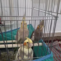 عروس هلندی سخنگو خوشگل سرحال