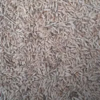 جوعربی برای کاشت  درجه یک|لوازم جانبی حیوانات|رامشیر, |دیوار