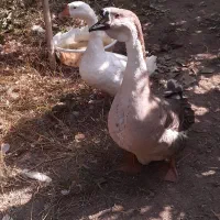 فروش یک جفت قو غاز