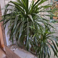 گل پاندانوس|گل و گیاه طبیعی|مبارکه, |دیوار