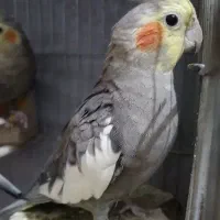 عروس هلندی|پرنده|لنگرود, |دیوار