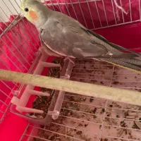 عرویس هلندی و برزیلی|پرنده|قرچک, میرزائی شمالی|دیوار