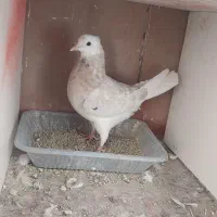 کبوتر کفتر شازده زرد|پرنده|گلستان (تهران), |دیوار