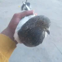 شیخ|پرنده|ایذه, |دیوار