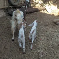 2عدد بز پاکستانی بزغاله عالی از همه نظر|حیوانات مزرعه|خلیل آباد, |دیوار