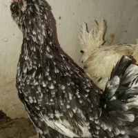 مرغ گلین یدون