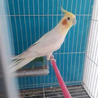 عروس هلندی