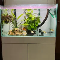 اکواریوم ریملس دیسکس