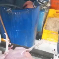 کارگر بارگیری مرغ