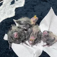 عروس هلندی با جوجه|پرنده|قم, بنیاد|دیوار