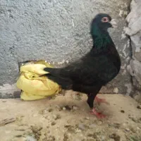 کبوتر|پرنده|تربت‌حیدریه, جانبازان|دیوار