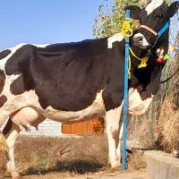 گاو شیری هلشتاین بدون گوساله