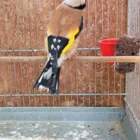 سهره مست قلمی کشیده